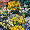 Miniature Daffodils