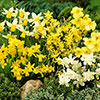 Miniature Daffodils