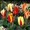 Early Flowering Short Tulip Mix