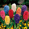 Mixed Hyacinths