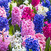 Mixed Hyacinths