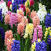 Mixed Hyacinths