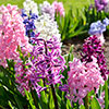Mixed Hyacinths