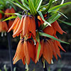 Fritillaria Orange Crown Imperial Fritillaria Orange Crown Imperial