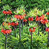 Fritillaria Orange Crown Imperial Fritillaria Orange Crown Imperial