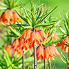Fritillaria Orange Crown Imperial Fritillaria Orange Crown Imperial