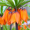 Fritillaria Orange Crown Imperial Fritillaria Orange Crown Imperial