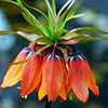 Fritillaria Orange Crown Imperial Fritillaria Orange Crown Imperial