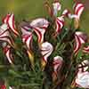 Candy Cane Sorrel