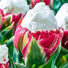 Tulip Ice Cream