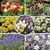 Complete Spring Flowering Bulb Collection
