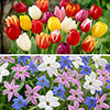 Complete Spring Flowering Bulb Collection