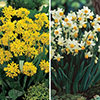 Complete Spring Flowering Bulb Collection