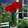 Amaryllis Red Lion Bulb