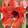 Amaryllis Red Lion Bulb