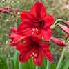 Amaryllis Red Lion Bulb