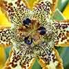 Starfish Iris Ferraria crispa