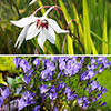 Acidanthera and Brodiaea Drop-In bulbs Kit