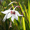Acidanthera and Brodiaea Drop-In bulbs Kit