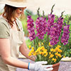 Gladiolus & Freesia Drop-In Bulb Kit