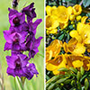 Gladiolus & Freesia Drop-In Bulb Kit