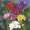 Double Freesias Mixed