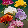 Double Freesias Mixed