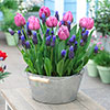 Tulip and Muscari Drop In Bulb Kit