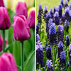 Tulip and Muscari Drop In Bulb Kit