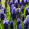 Tulip and Muscari Drop In Bulb Kit