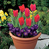 Tulip and Crocus Drop in Bulb Kit