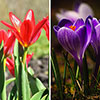 Tulip and Crocus Drop in Bulb Kit