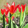 Tulip and Crocus Drop in Bulb Kit