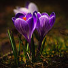 Tulip and Crocus Drop in Bulb Kit