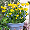 Blooming Fast Drop In Bulb Planter Narcissus and Muscari Kit