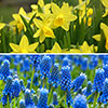 Blooming Fast Drop In Bulb Planter Narcissus and Muscari Kit