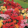 Belgian Upright Giant Begonias