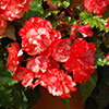 Belgian Giant Trailing Begonias