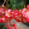 Belgian Giant Trailing Begonias