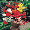 Belgian Giant Trailing Begonias