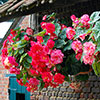Belgian Giant Trailing Begonias