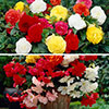 Belgian Giant Begonias - 10 Upright and 10 Trailers