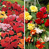 Belgian Giant Begonias - 10 Upright and 10 Trailers