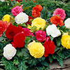 Belgian Giant Begonias - 10 Upright and 10 Trailers