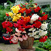 Belgian Giant Begonias - 10 Upright and 10 Trailers