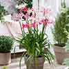 Nerine Hybridisers Mix Nerine Hybridisers Mix
