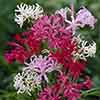 Nerine Hybridisers Mix Nerine Hybridisers Mix