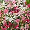 Nerine Hybridisers Mix Nerine Hybridisers Mix