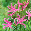 Nerine Hybridisers Mix