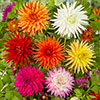 Dahlia Cactus Mixed Dahlia Cactus Mixed